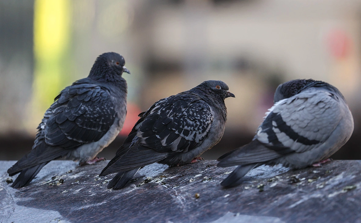 Сергей Булкин / NEWS.ru / Global Look Press