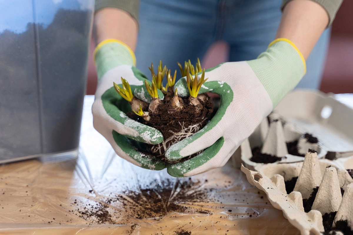 Цветочные луковицы для осенней посадки должны быть тяжелыми и твердыми, без повреждений и гнили
