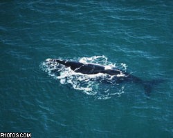 Япония отказалась от охоты на горбатых китов