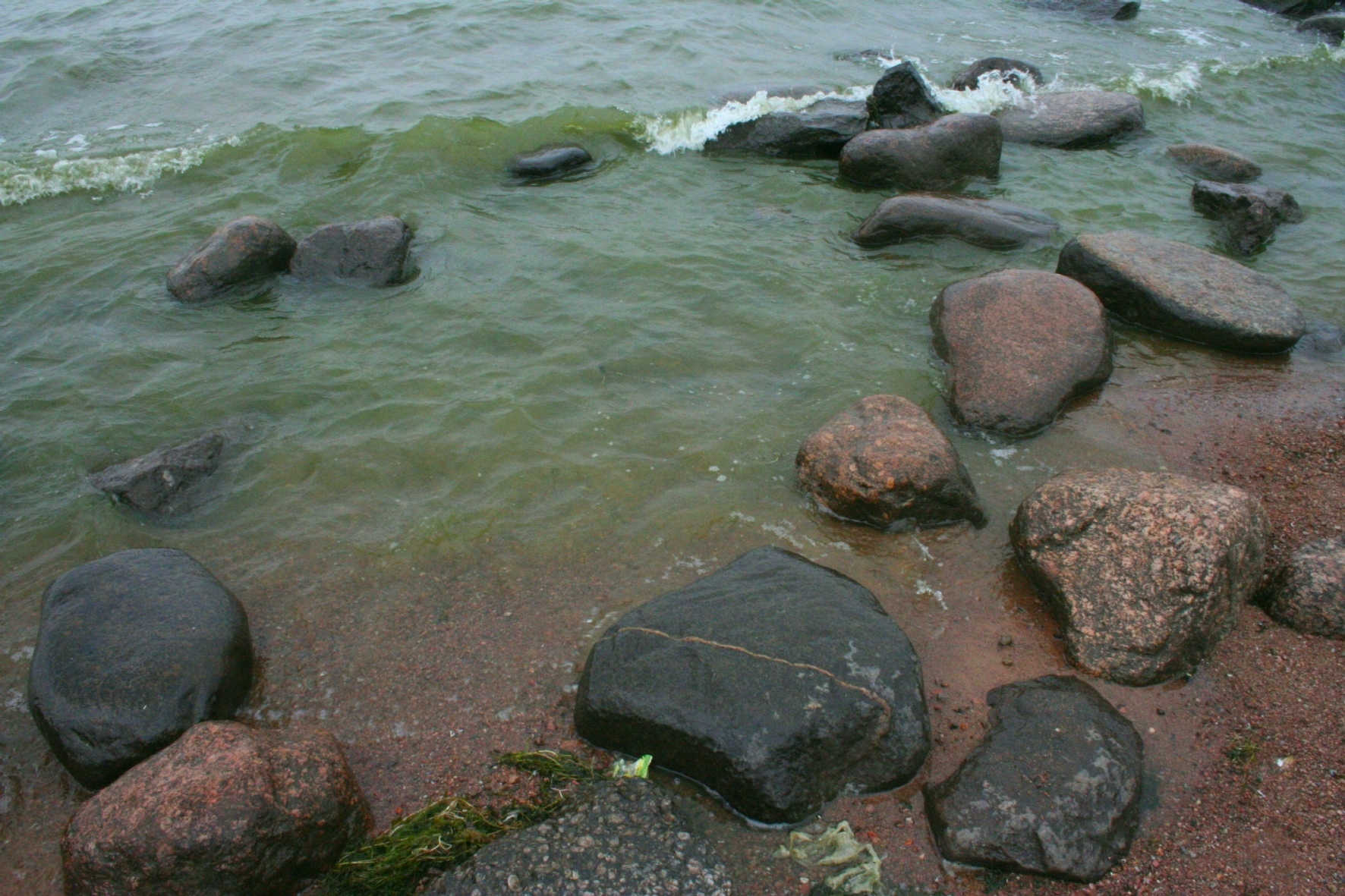 Почему в заливе пресная вода. Водоросли в финском заливе.