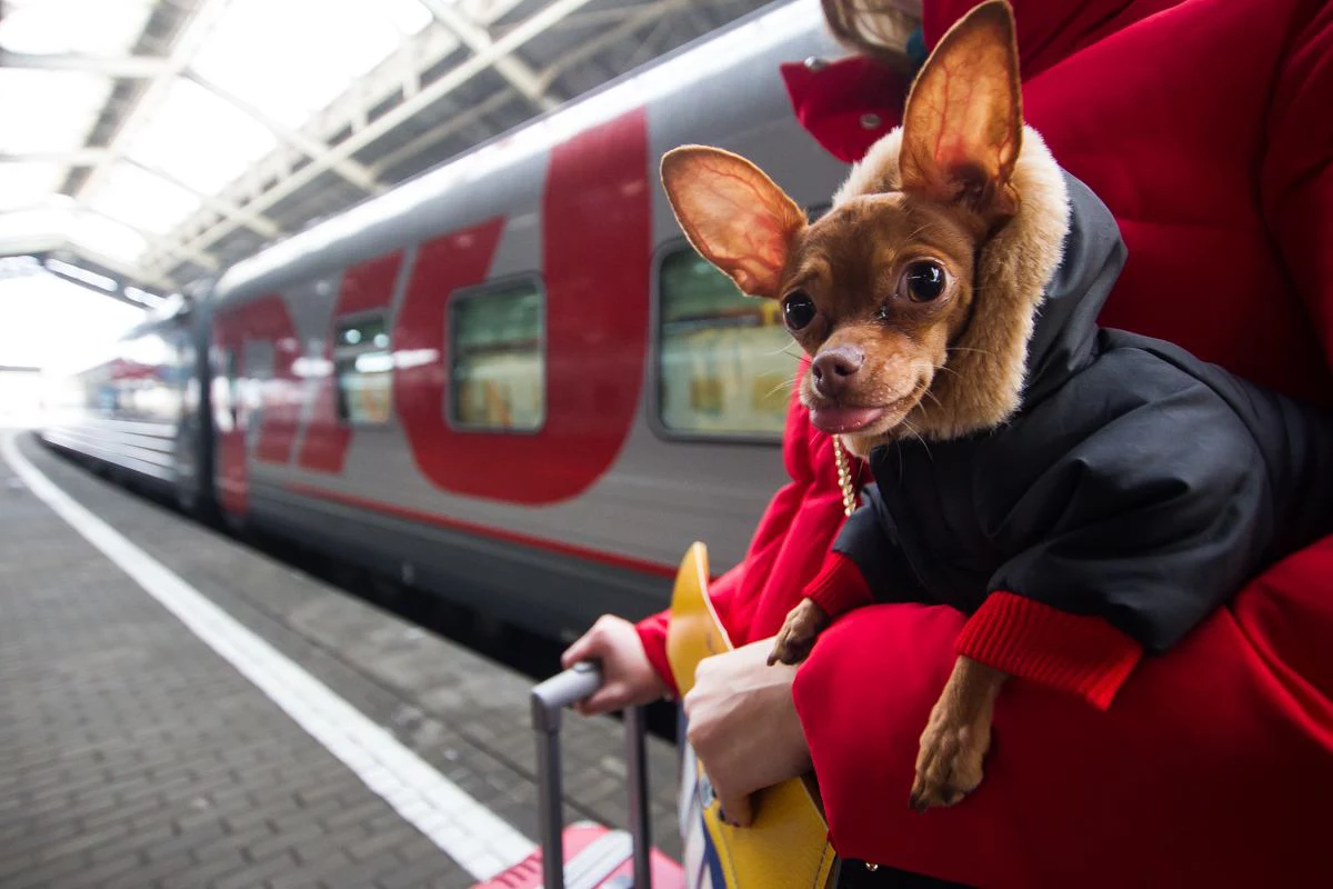 Александр Подгорчук
