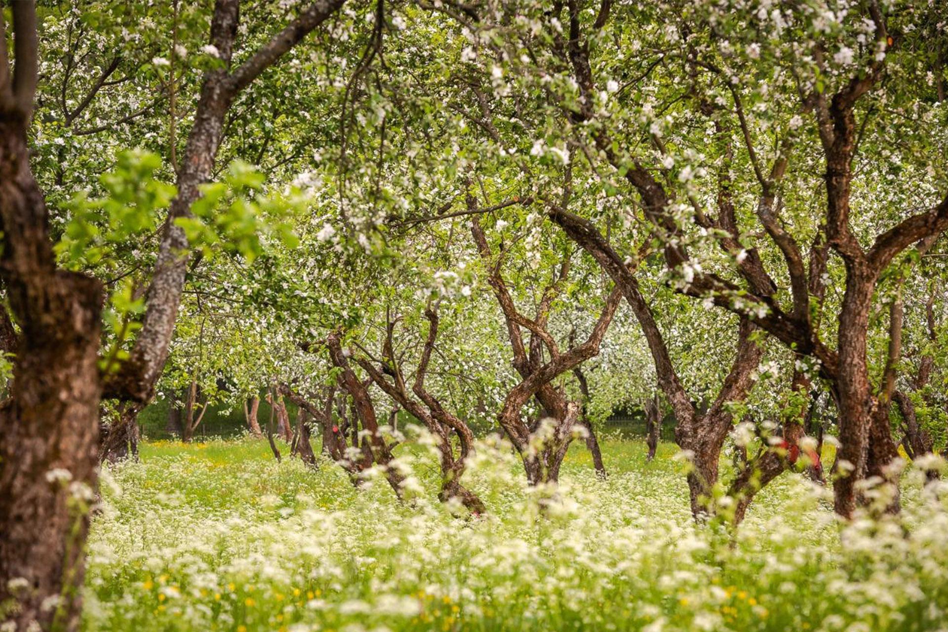 Яблоневые сады