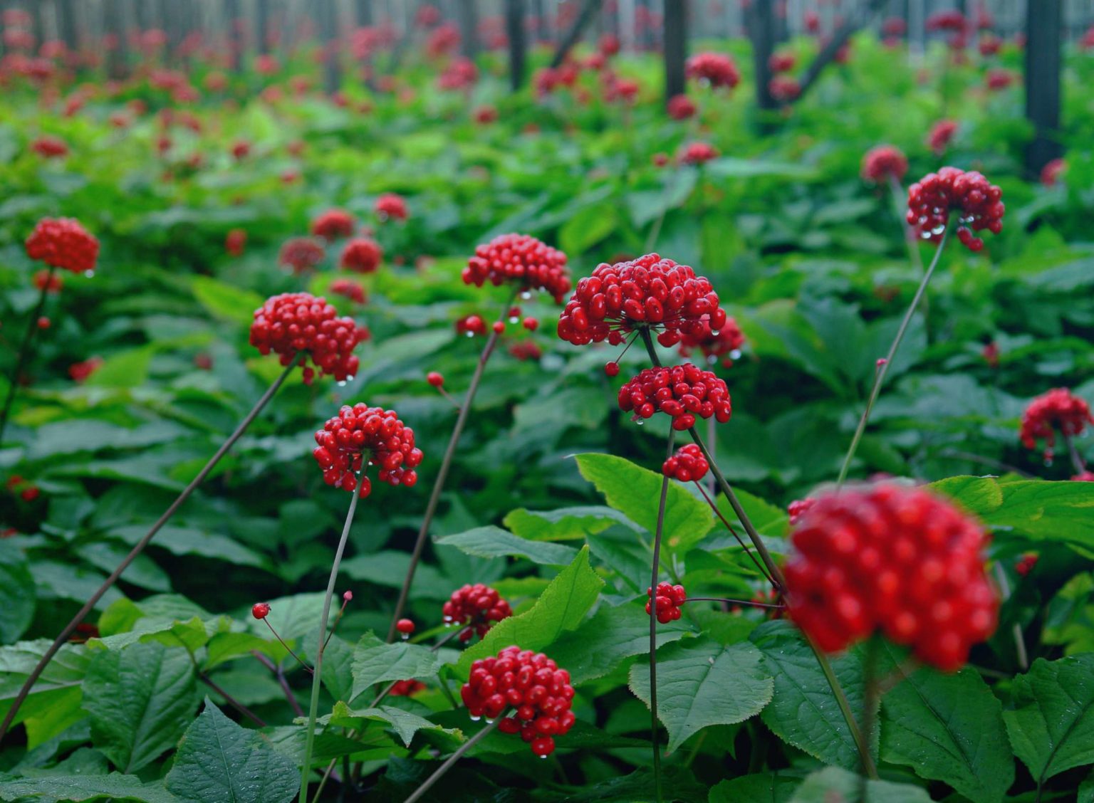 Женьшень обыкновенный (Женьшень настоящий, лат. Panax ginseng)