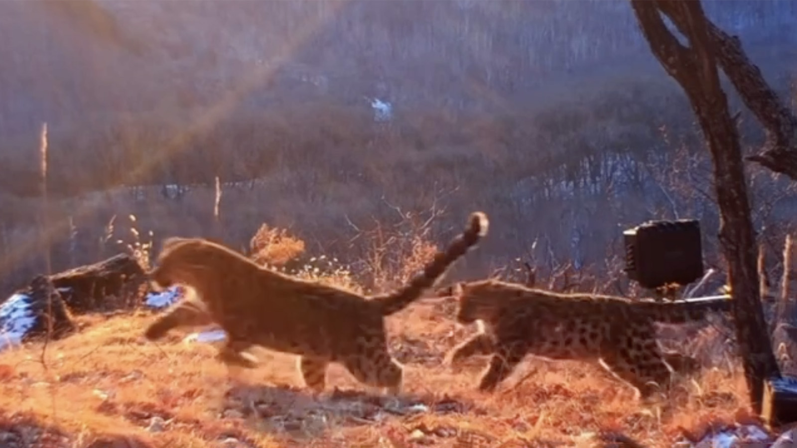 Котята дальневосточного леопарда