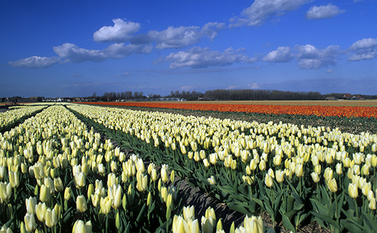 Поля тюльпанов в&nbsp;Голландии