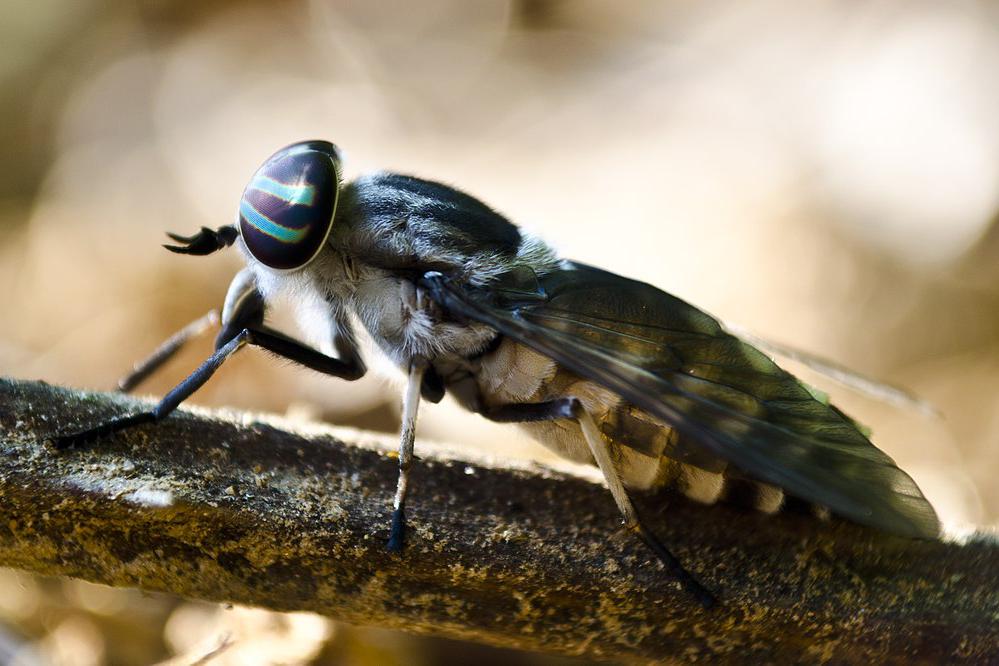 Слепень намного крупнее средней мухи, их окрас варьируется от желтовато-коричневого до темно-серого с несколькими черными вертикальными линиями