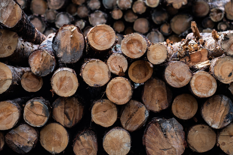 Фото: Анна Майорова / ИА URA.RU