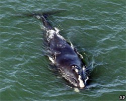Более 80 китов покончили с собой на берегу Австралии 