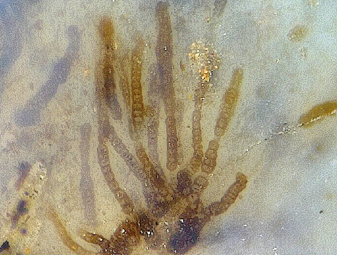 <p>Увеличение Langiella scourfieldii под микроскопом</p>