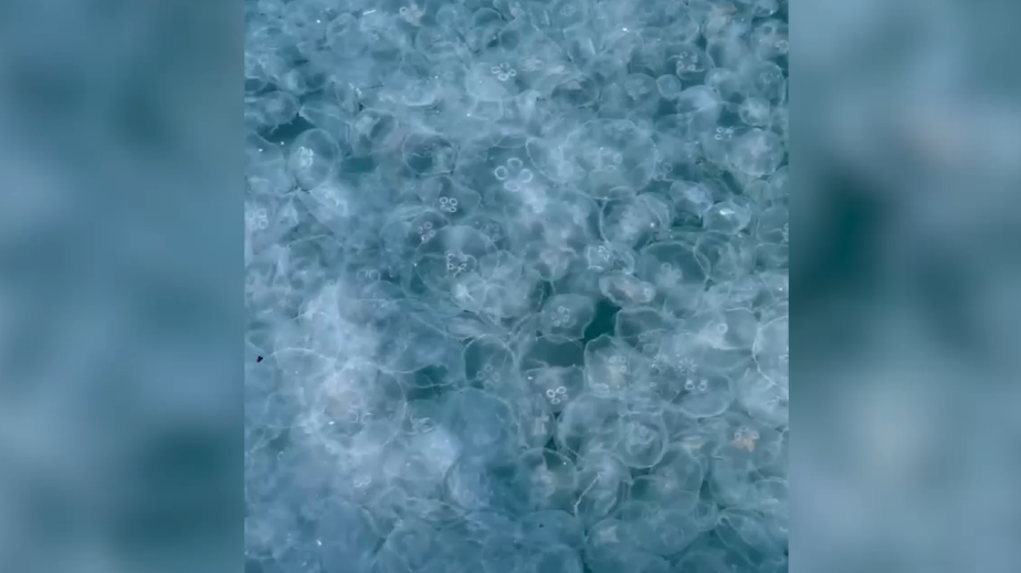 В Анапе у берега заметили большое скопление медуз. Видео