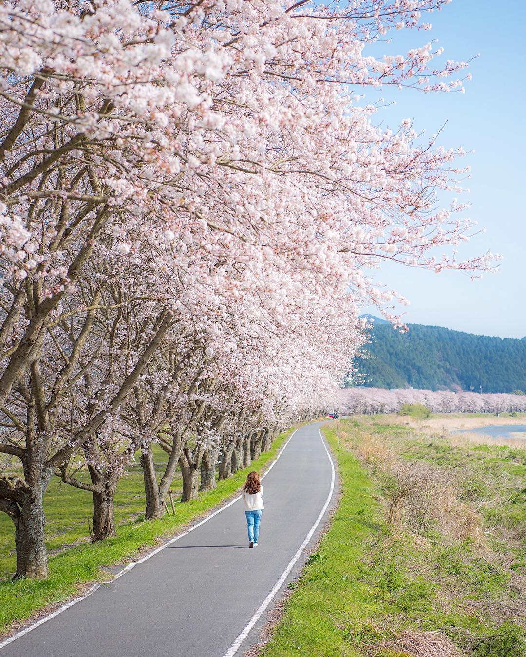 Инстаграм недели: весна в Японии