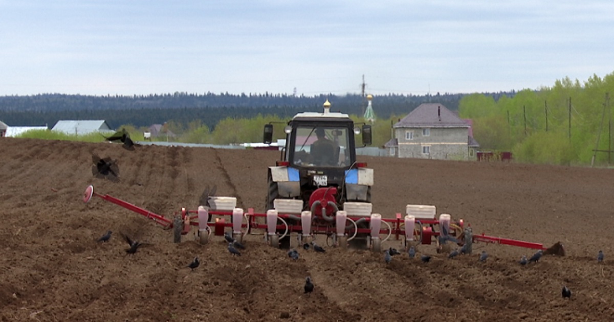 В Пермском крае из-за дождей возникли проблемы с качеством урожая — РБК
