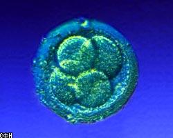 В Англии выданы лицензии на работы с эмбрионом человека