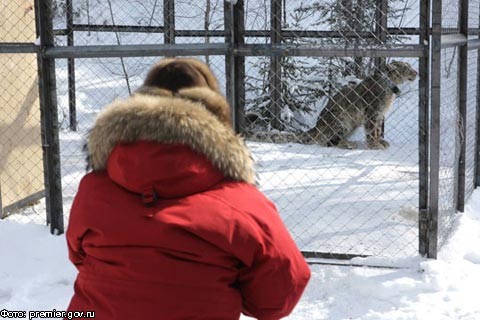 В.Путин познакомился со снежным барсом и выпустил его на свободу