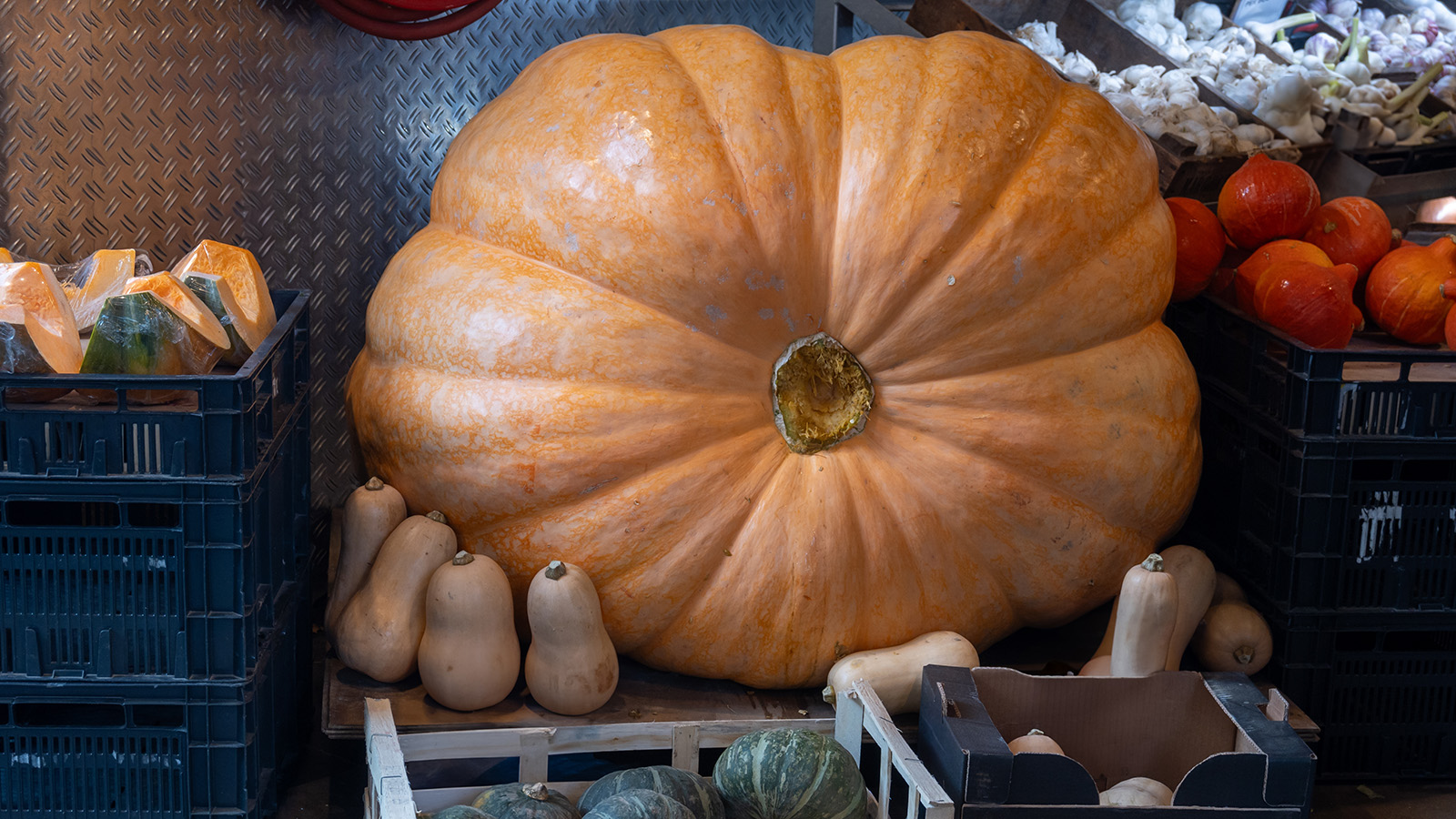 Почему тыквы вырастают до гигантских размеров. Мнение эксперта