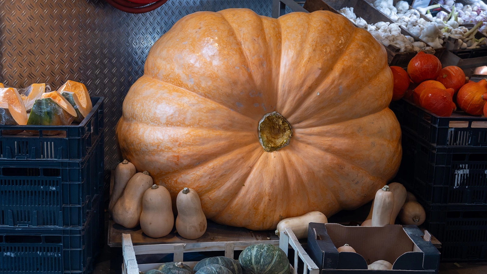 Почему тыквы вырастают до гигантских размеров. Мнение эксперта