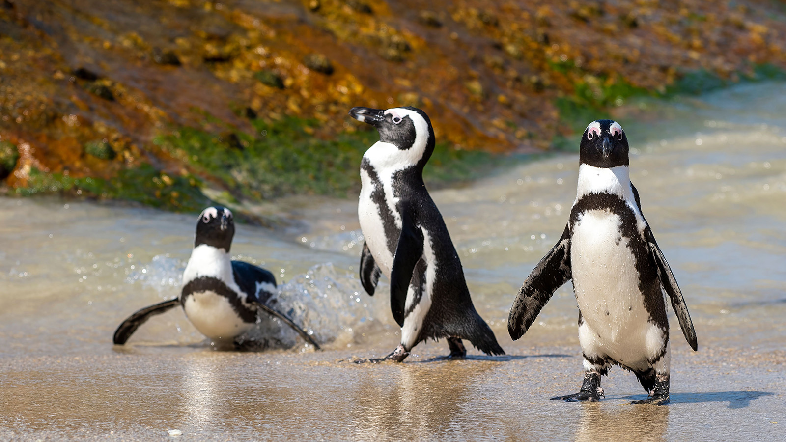 Африканские пингвины