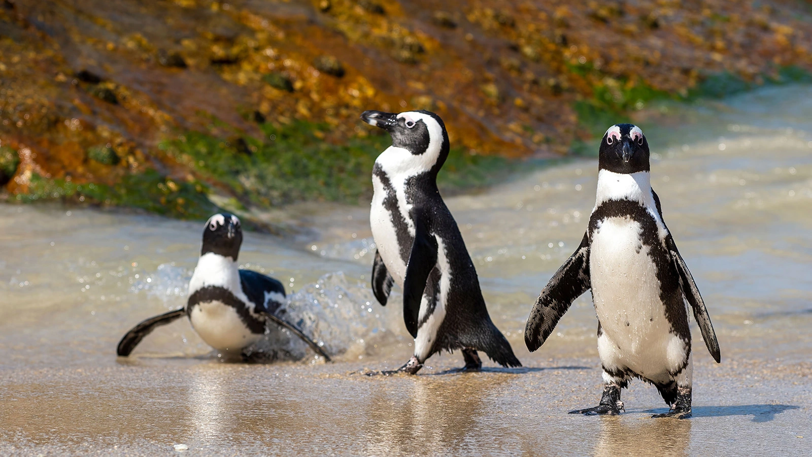 Африканские пингвины
