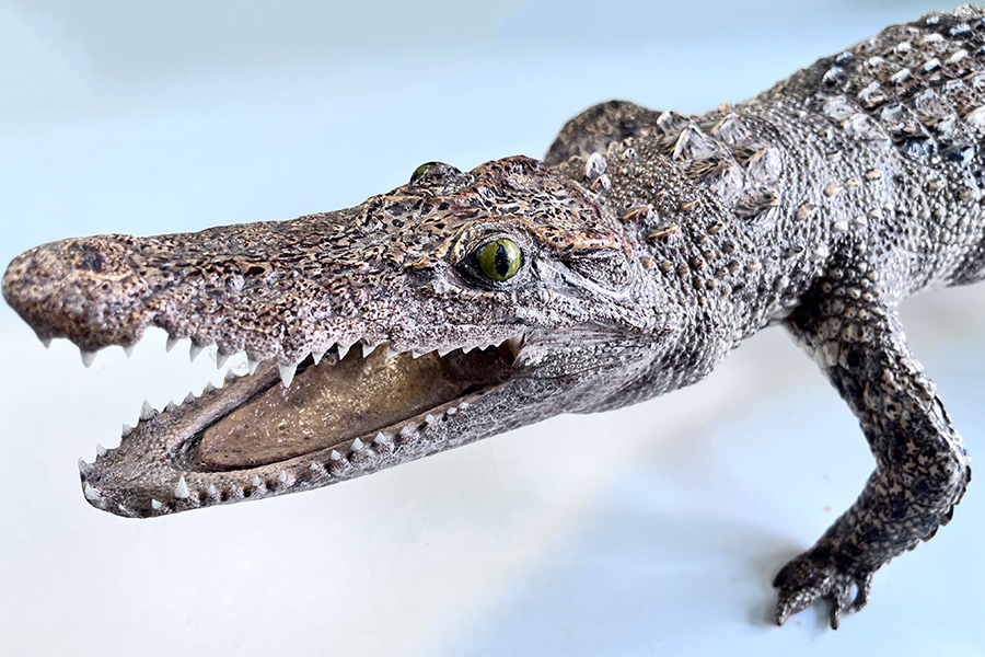 Фото: Сибирское таможенное управление