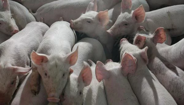 Александр Подгорчук