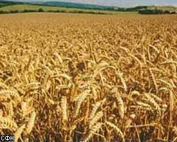 В результате стихии в Калининградской обл. пострадало более 30 тыс. га посевов рапса, пшеницы