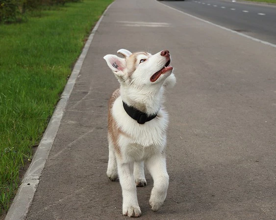 РБК Татарстан