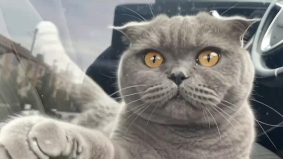 Дептранс рассказал о нарушителях ПДД с питомцами в машине