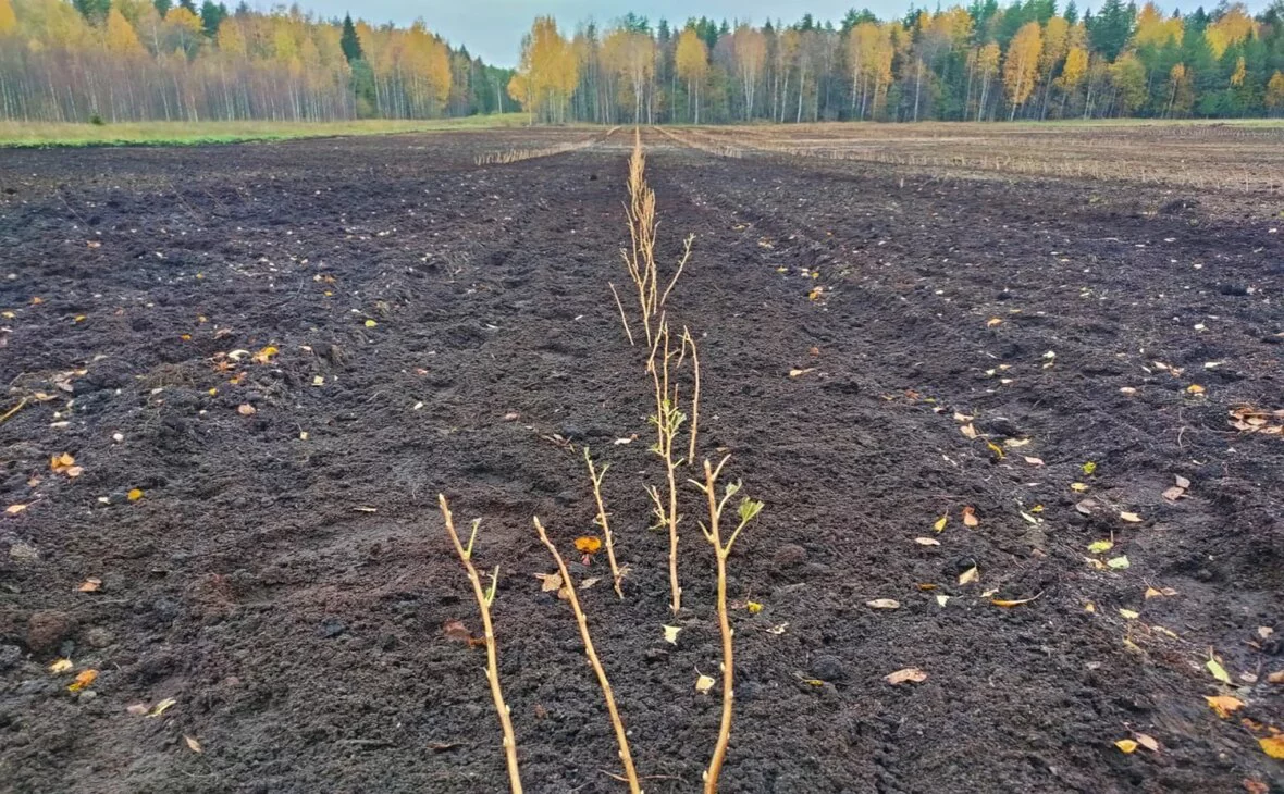 Артур Парфенчиков/ t.me 
