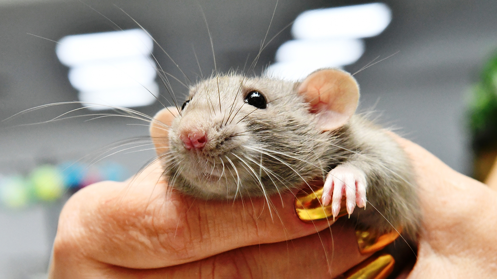 Декоративная домашняя крыса