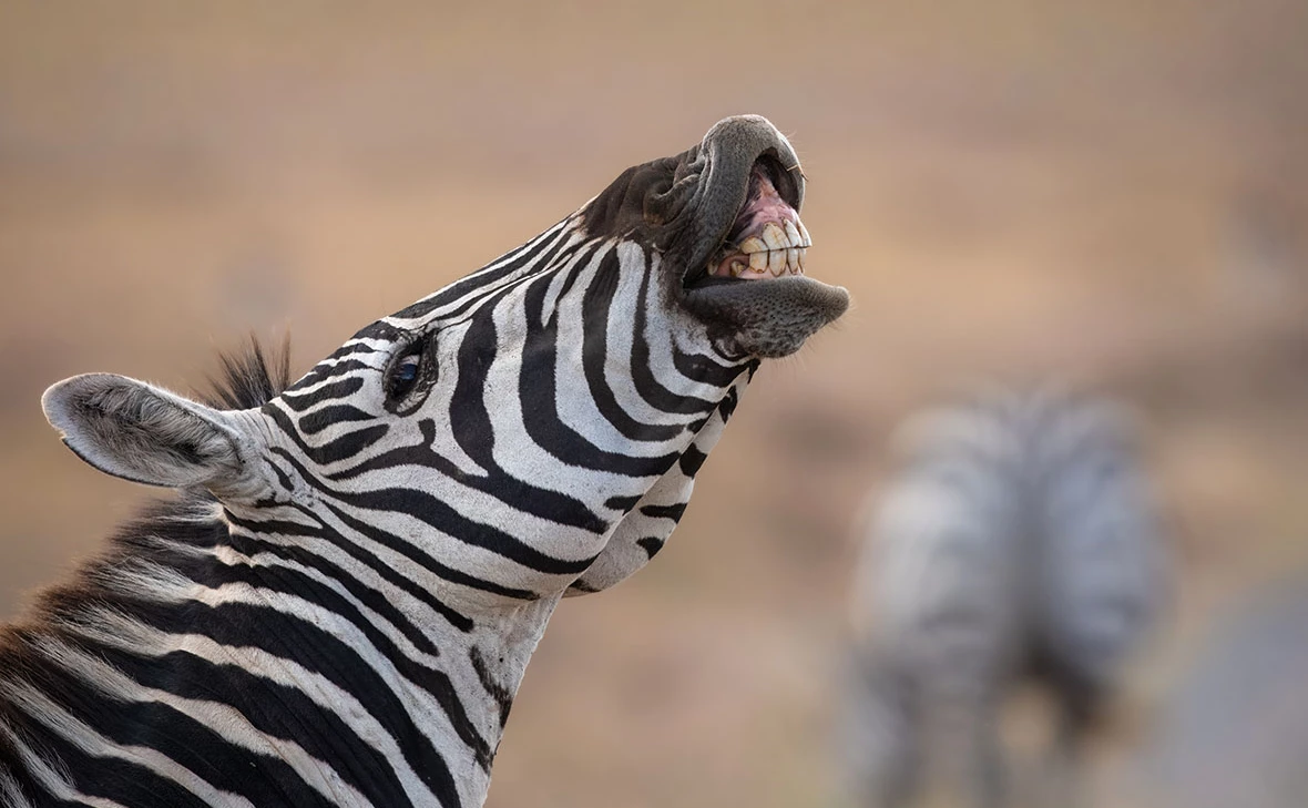 Miroslav Srb / Shutterstock