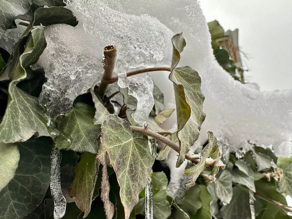 Анастасия Батаршинова, РБК Краснодар