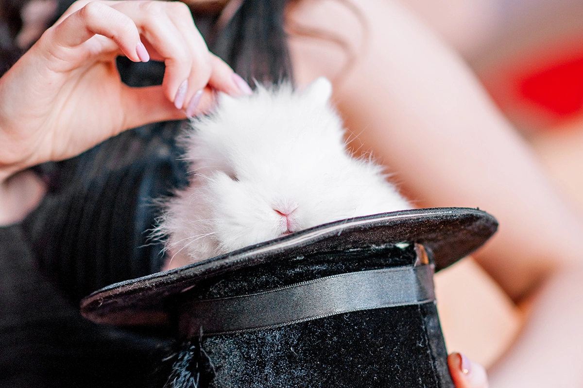 Сюрпризом на празднике будет настоящий белый кролик