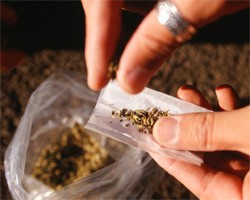 В Нидерландах туристам официально запретили посещать "марихуаношопы"