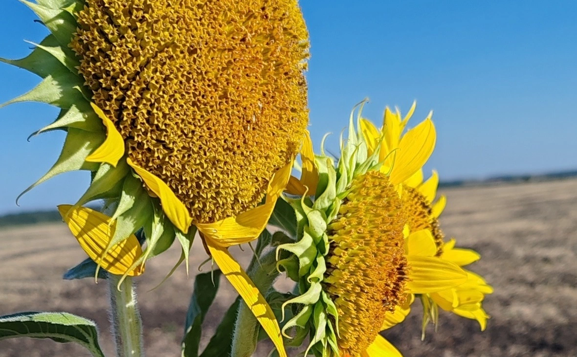 РБК Черноземье