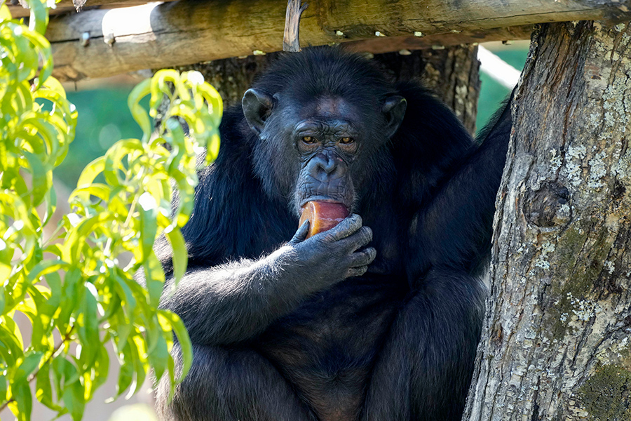 Главный смотритель римского зоопарка Bioparco di Roma Ицхак Ядид рассказал, что сейчас животным дают замороженный корм (на фото: горилла из этого зоопарка). Выдрам предлагают замороженную рыбу, обезьянам&nbsp;&mdash; замороженные фрукты