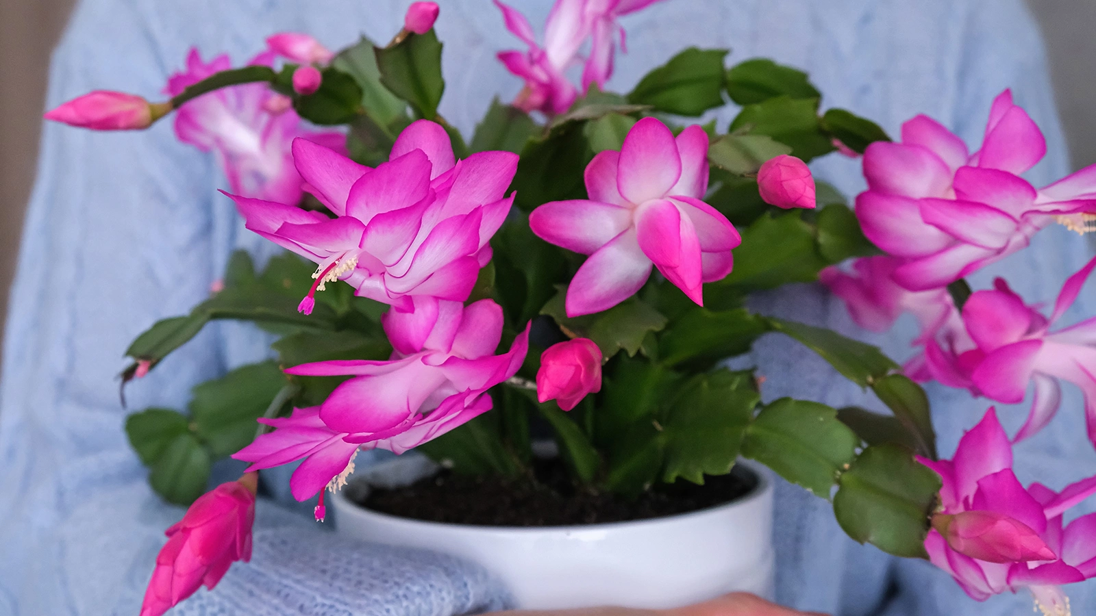 Шлюмбергера усеченная (Schlumbergera truncata)