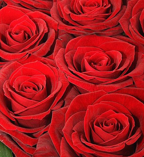Миллион алых роз. Автоцентр «ОВОД» поздравит женщин с восьмым марта