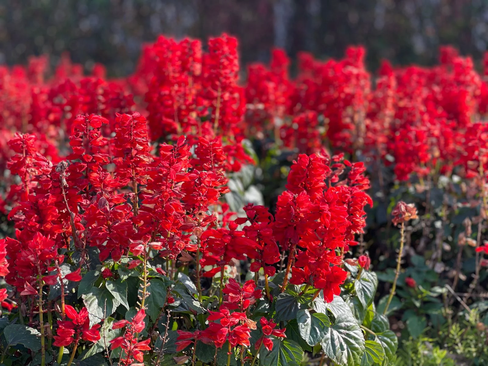 РБК Приморье