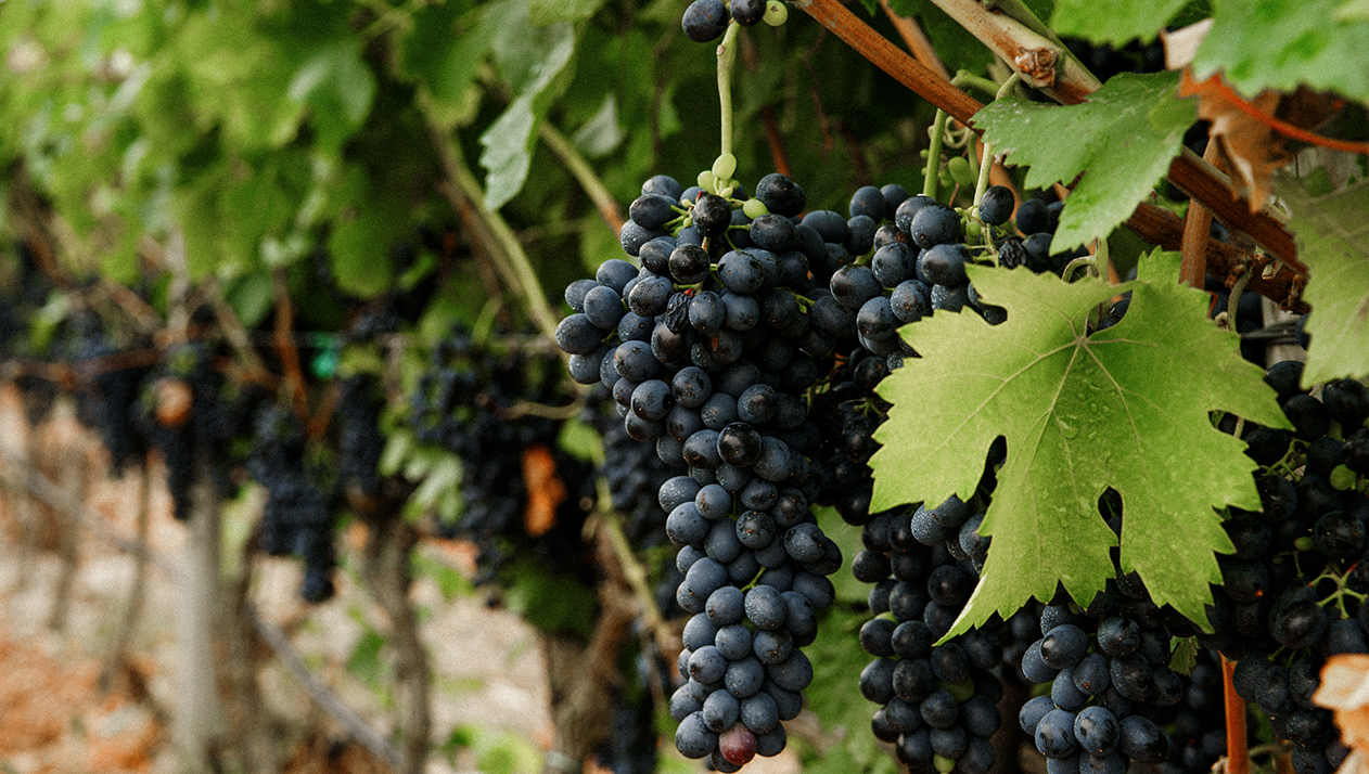 Глава французского профсоюза заявил о риске банкротства виноделов Бордо