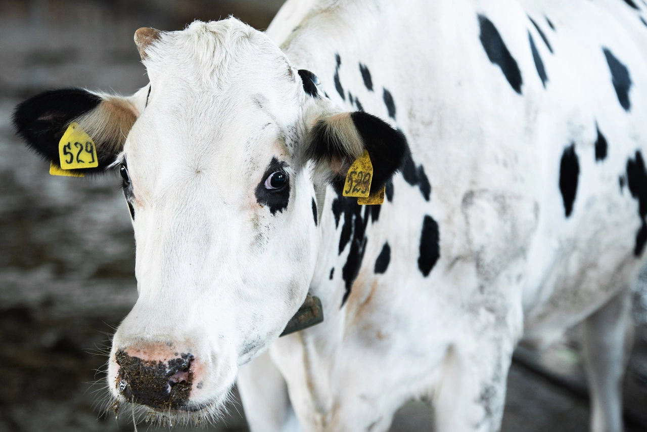 Анна Майорова / РИА URA.RU