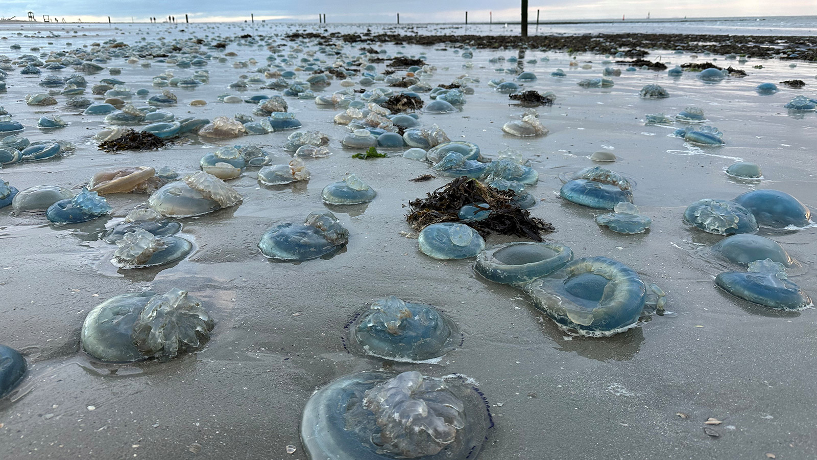 <p>На фото: сотни голубых мертвых медуз лежат на западном пляже острова Нордерней (входит в состав Фризских островов, Германия)</p>