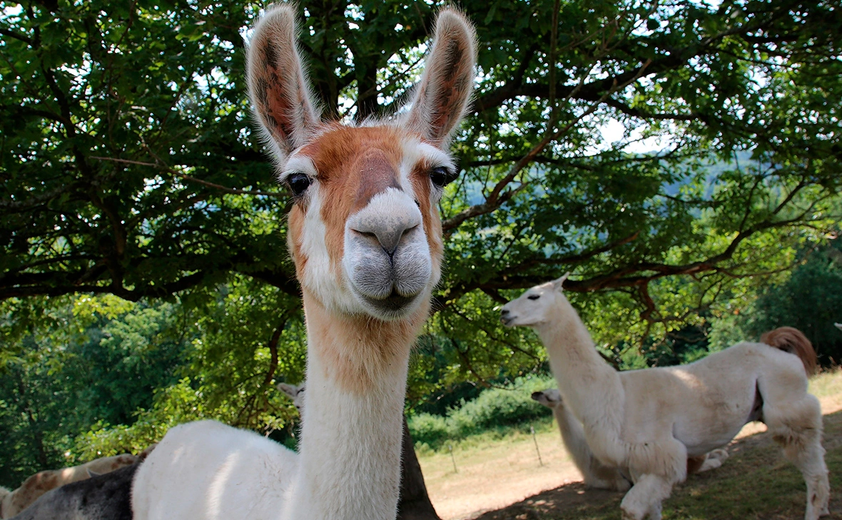 Hannelore Foerster / Getty Images
