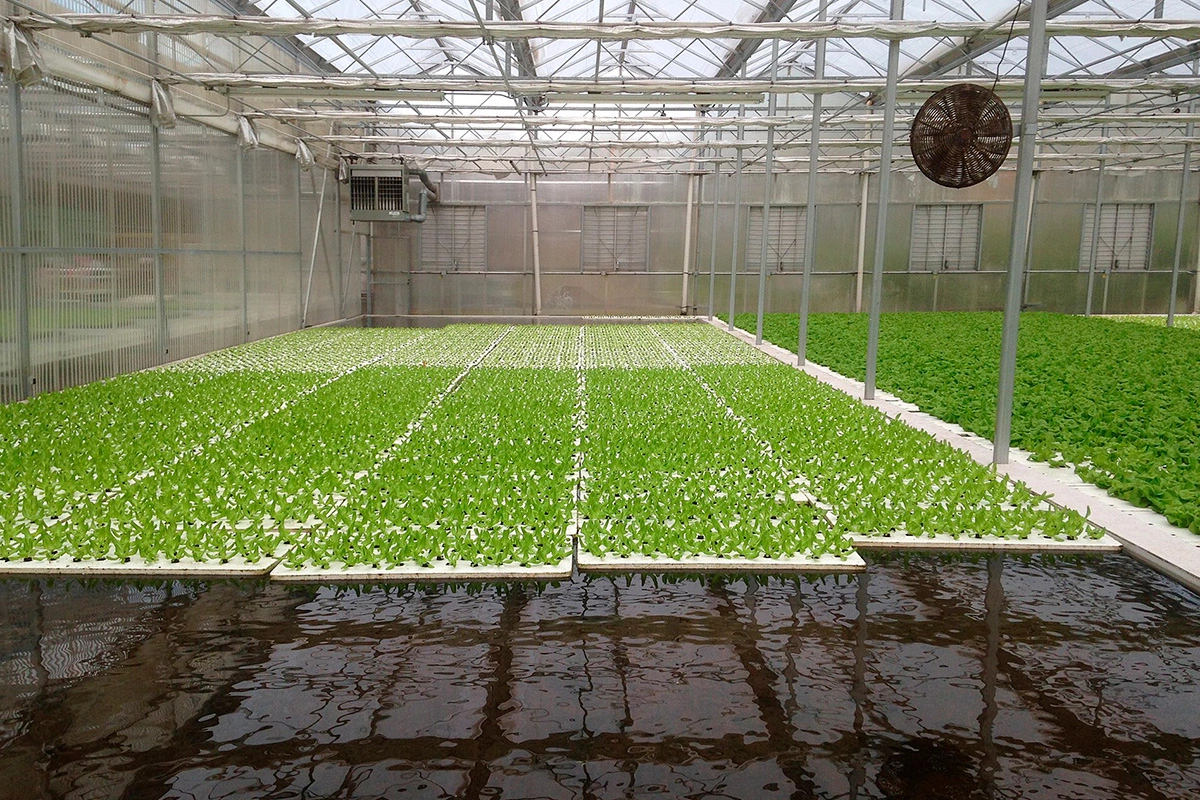 Некоторые овощи и зелень можно вырастить гидропонным методом DWC