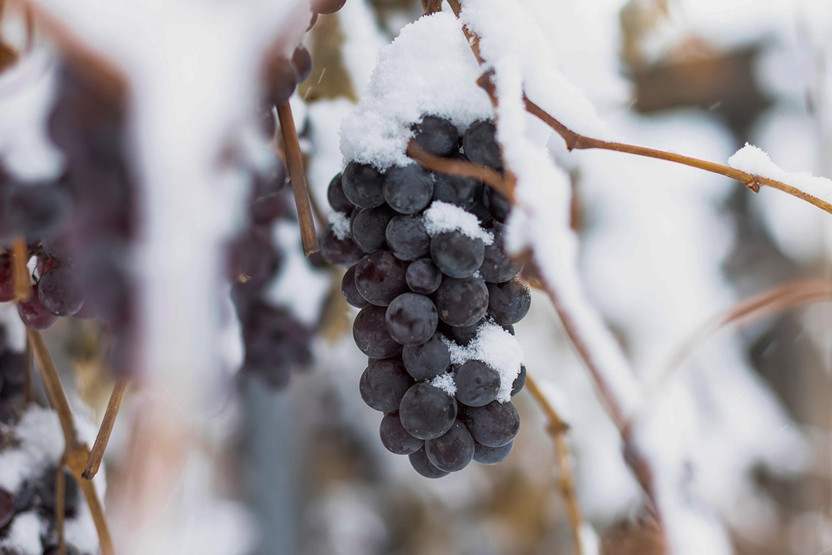 Что станет с виноградом под завалами снега на российском юге