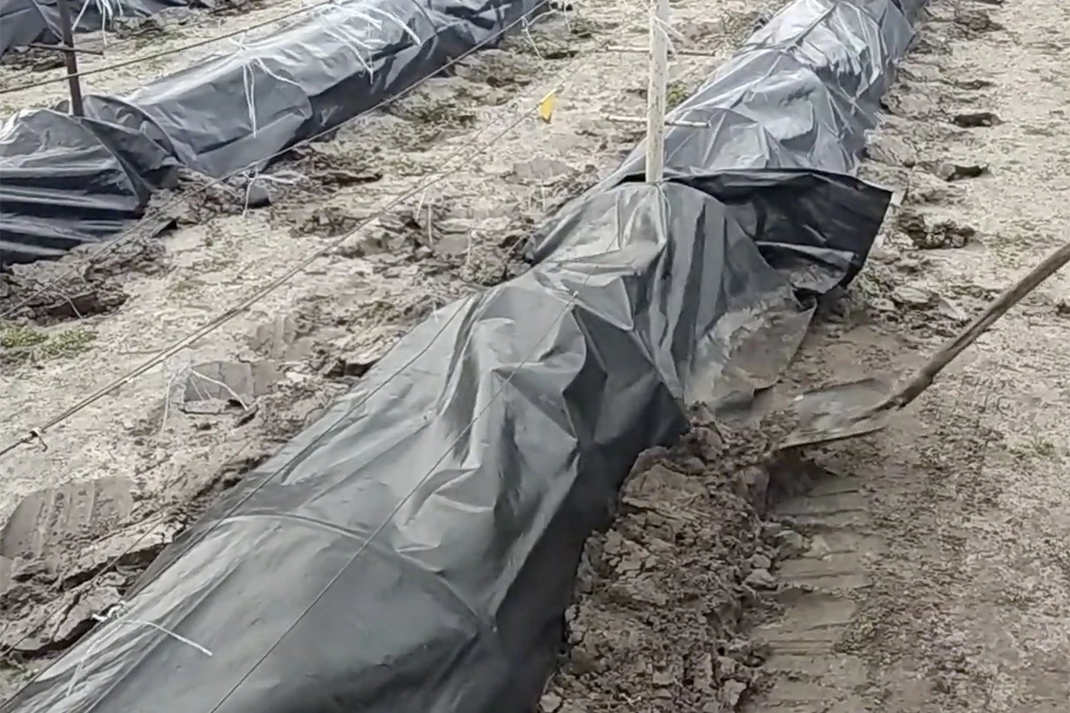 Иногда пленку настилают на лозу первым слоем, а сверху окучивают землей