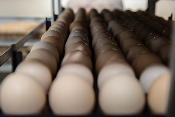 Основной причиной снижения прибыли на птицефабрике &laquo;Пышминская&raquo; стала низкая цена на яйцо