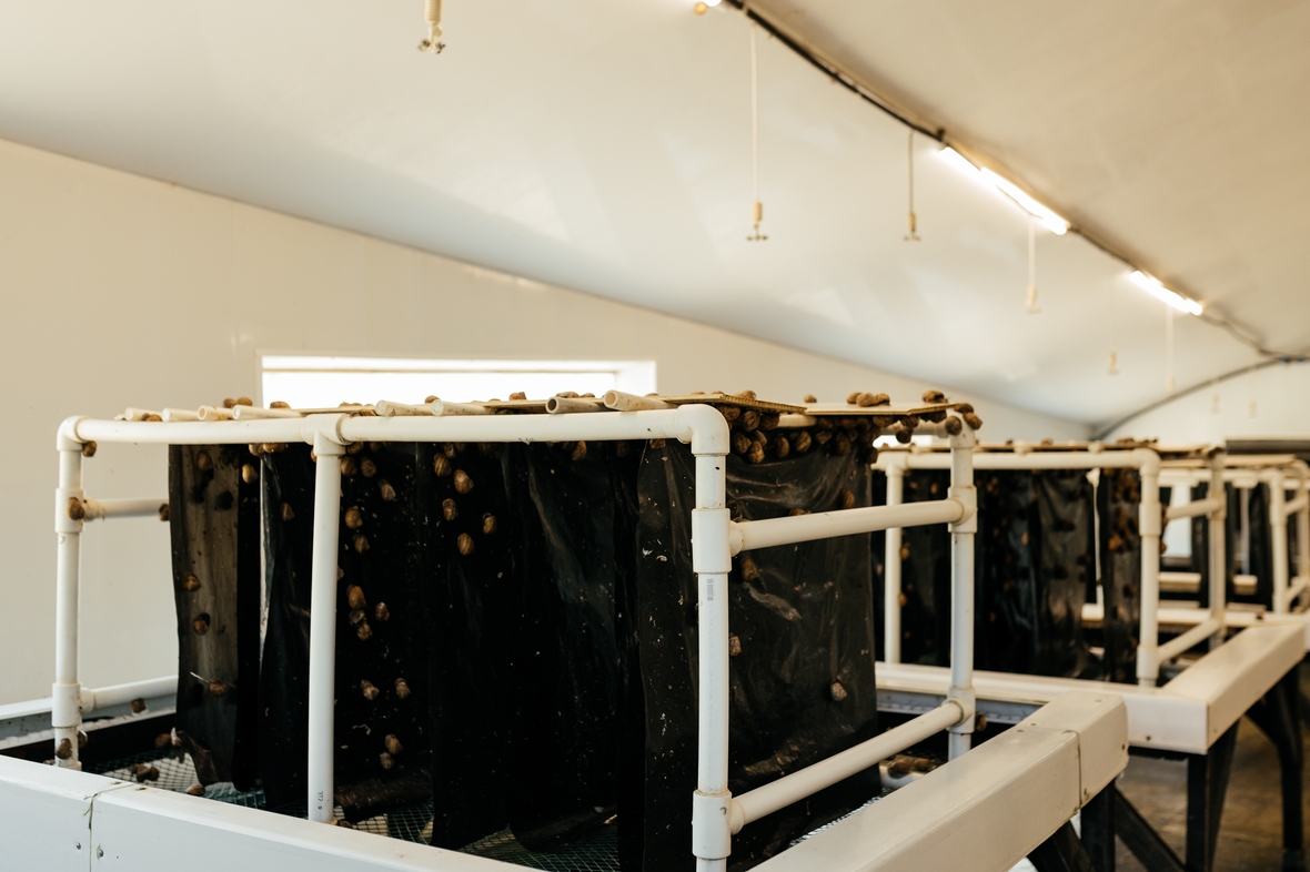 У улиток на &laquo;Краснополянской косметике&raquo; есть свой &laquo;роддом&raquo;, &laquo;детский сад&raquo;, &laquo;СПА-зона&raquo; и &laquo;санаторий&raquo;. Специалисты ведут улиток на протяжении всей их жизни. &laquo;Роддом&raquo; необходим для того, чтобы улитки правильно размножались, в &laquo;детсаду&raquo; происходит рост моллюсков. В &laquo;СПА-зоне&raquo; проводят процедуры для выделения улитками муцина, а в &laquo;санатории&raquo; они восстанавливаются для дальнейшей деятельности.