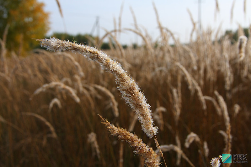 В Татарстане не успевают посеять кукурузу
