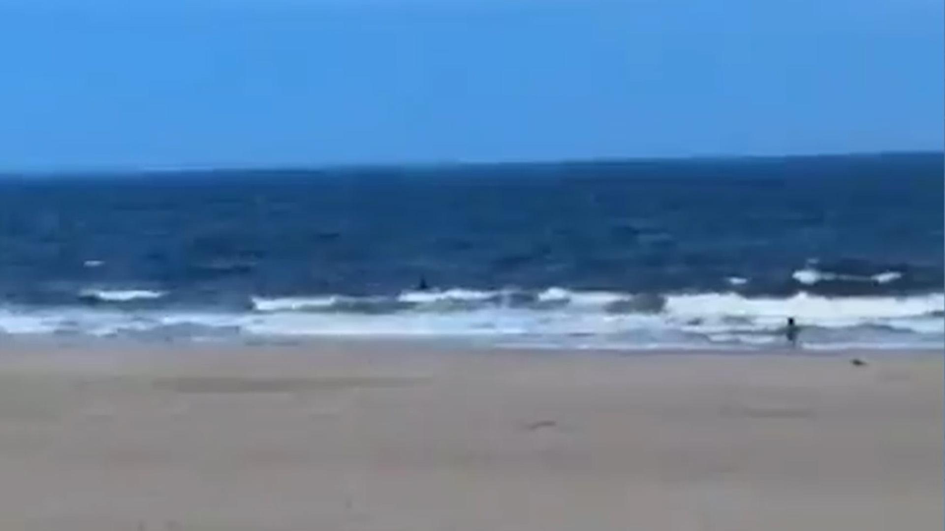 Акула напала на купавшуюся женщину на пляже в Нью-Йорке