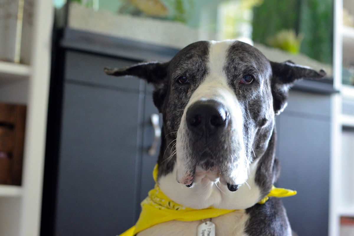 Немецкий дог